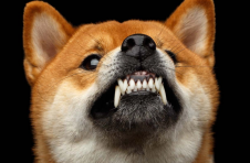 Shibaswap Dex 在 2 天内锁定了 15 亿美元，SHIB 平台提高了 ETH 费用