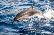 FTX 和娱乐巨头 Dolphin 将推出 NFT 市场